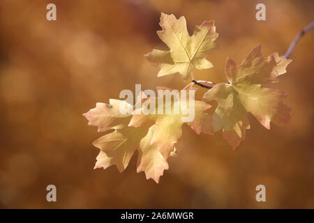 Feuilles d'érable en tournant dans la saison d'automne, de l'Utah Banque D'Images