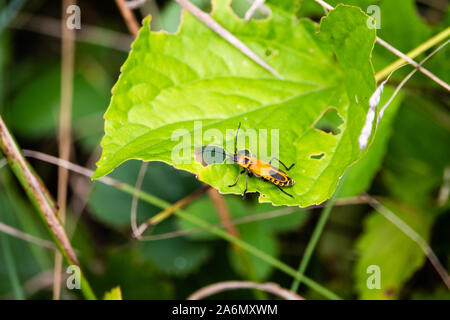 Soldat de la verge d'insecte sur la Leaf Banque D'Images