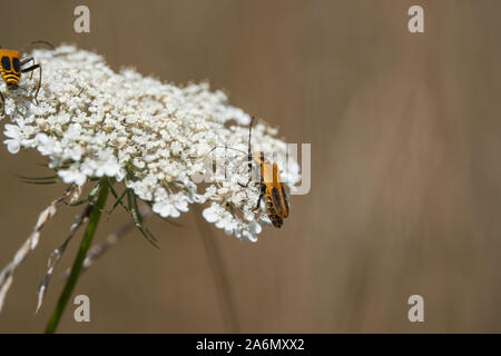 Soldat de la verge d'insecte sur la carotte sauvage Fleurs en été Banque D'Images