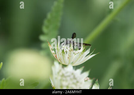 L'herbe sur une grande Guêpe Masterwort fleurs au printemps Banque D'Images