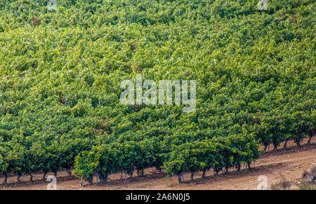 Les cultures de raisin consacrées à l'élaboration du célèbre vin Rioja, Haro, Espagne. Banque D'Images