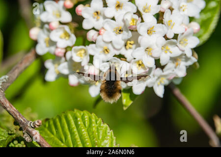 Bee Fly voler plus de fleurs au printemps Viburnum Banque D'Images