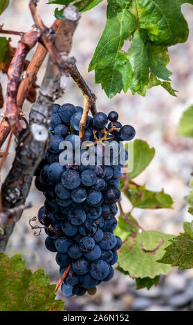 Les raisins rouges sur la vigne juste avant la récolte. La Rioja, Espagne Banque D'Images