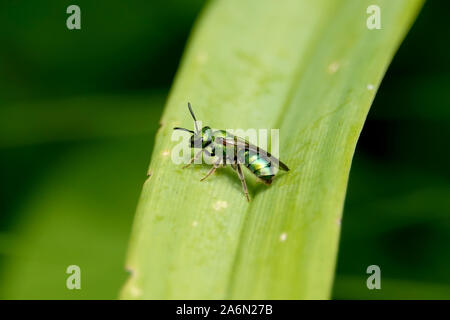 Sweat vert feuille sur l'Abeille Banque D'Images