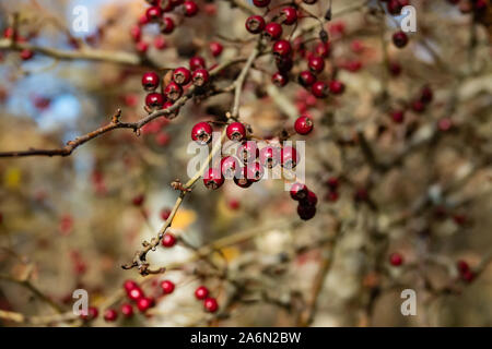 Les fruits d'aubépine sur la branche en automne Banque D'Images