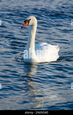 Jours sombres d'hiver en Pologne, cygnes blancs nageant dans la mer Baltique froide close up Banque D'Images