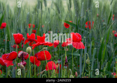 Les champs avec des pâtes de blé dur vert vert et rouge coquelicots sur la Sicile, Italie close up Banque D'Images