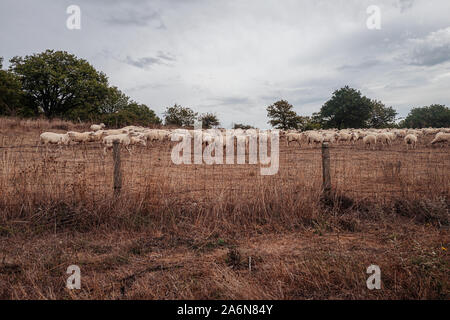 Le pâturage des moutons dans la campagne de la Sardaigne, Italie Banque D'Images