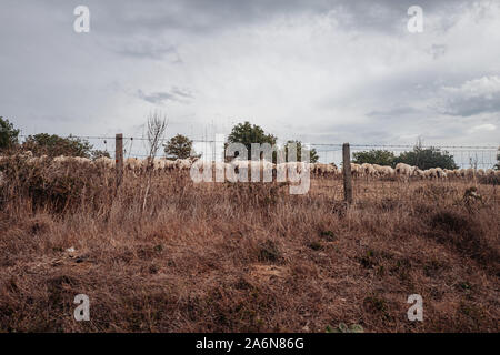 Le pâturage des moutons dans la campagne de la Sardaigne, Italie Banque D'Images