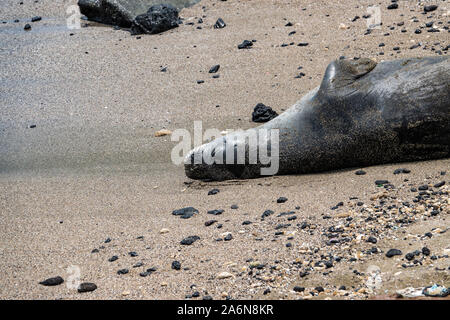 Le phoque moine hawaiien on Beach Banque D'Images