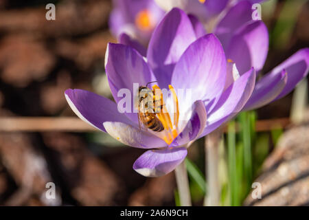 Abeille venant butiner fleur de crocus en hiver Banque D'Images