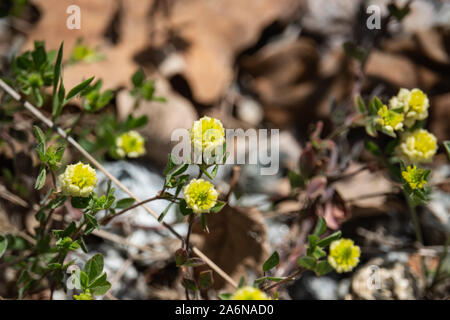Hop Corniculé Fleurs en fleurs au printemps Banque D'Images