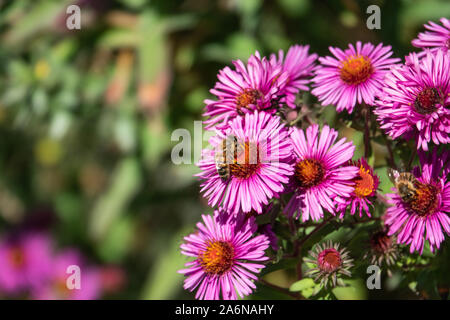 Abeille sur des fleurs de l'Aster de la Nouvelle Angleterre Banque D'Images