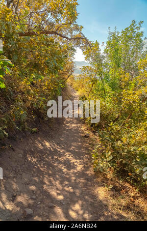 Chemin de terre étroit sous l'ombre des arbres forestiers verts abondants sur une journée ensoleillée Banque D'Images