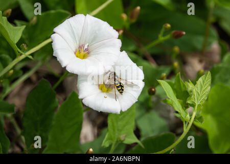 Hoverfly sur liseron des champs de fleurs au printemps Banque D'Images