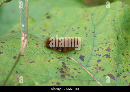 Isabella Tiger Moth Chenille sur feuilles en été Banque D'Images