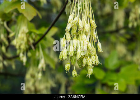 Fleurs d'érable italien en fleurs au printemps Banque D'Images