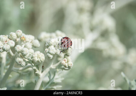 Bug sur l'écran Rayé italien Silver Ragwort boutons de fleurs au printemps Banque D'Images