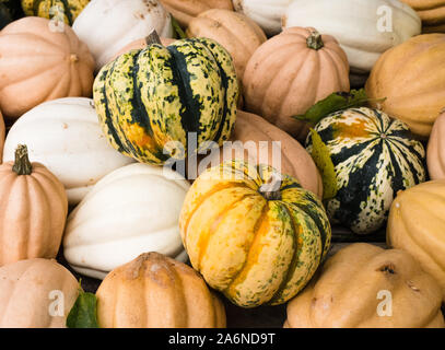 À partir de l'image à Waldens ferme Citrouille Hallowen Banque D'Images