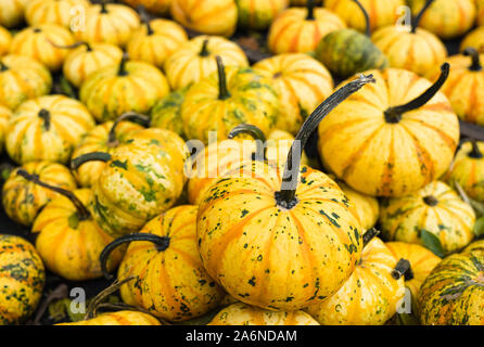 À partir de l'image à Waldens ferme Citrouille Hallowen Banque D'Images