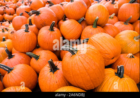 À partir de l'image à Waldens ferme Citrouille Hallowen Banque D'Images