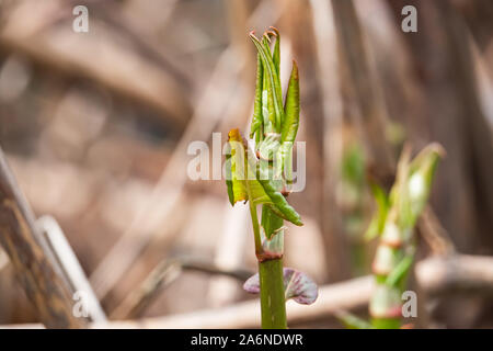 La renouée japonaise la germination au printemps Banque D'Images