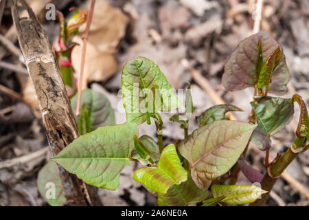 La renouée japonaise la germination au printemps Banque D'Images