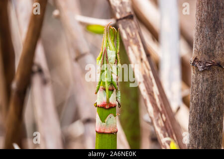 La renouée japonaise la germination au printemps Banque D'Images