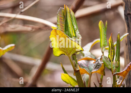 La renouée japonaise la germination au printemps Banque D'Images