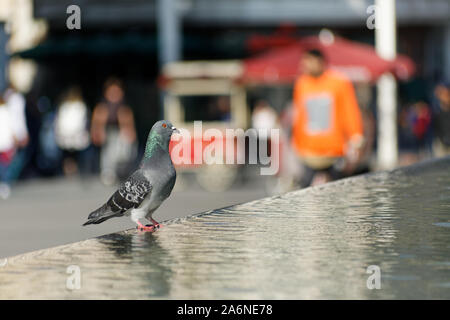 Pigeon de course ( columba livia domestica ) eau potable d'une fontaine élégante de style piscine dans la ville. Banque D'Images