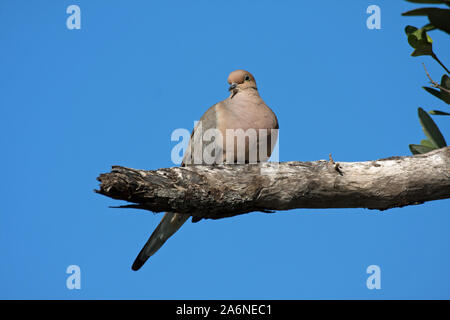 - Tourterelle triste Zenaida macroura - perché sur branche dans Ding Darling National Wildlife Refuge sur l'île de Sanibel, la Floride. Banque D'Images
