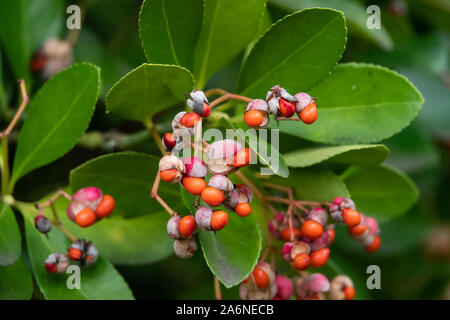 La fusée japonaise Tree Fruits en hiver Banque D'Images