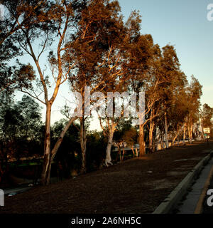 Heure d'or arbres Banque D'Images