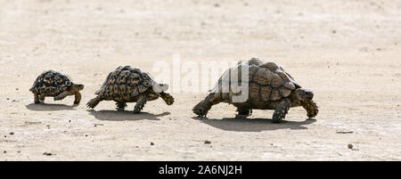 Tortues léopard marcher dans une ligne de grand à petit dans le désert du Kalahari. L'Afrique du Sud. Stigmochelys pardalis Banque D'Images