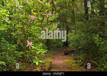 CA03794-00...CALIFORNIE - Les rhododendrons fleurissent parmi les bois rouge arbres le long du sentier en Hiochi Jedediah Smith Redwoods State Park. Banque D'Images