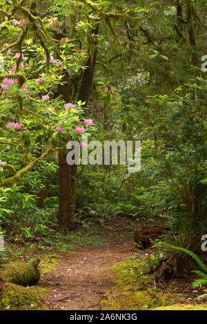 CA03797-00...CALIFORNIE - Les rhododendrons fleurissent parmi les bois rouge arbres le long du sentier en Hiochi Jedediah Smith Redwoods State Park. Banque D'Images