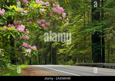 CA03811-00...CALIFORNIE - rhododendron indigènes en pleine floraison le long de la route 199 dans la région de Jedediah Smith Redwoods State Park ; partie de la séquoias et National Banque D'Images