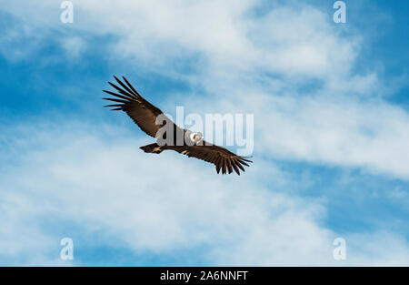 Condor des Andes (Vultur gryphus) en vol, de montagnes des Andes, Canyon de Colca, Arequipa, Pérou. Banque D'Images