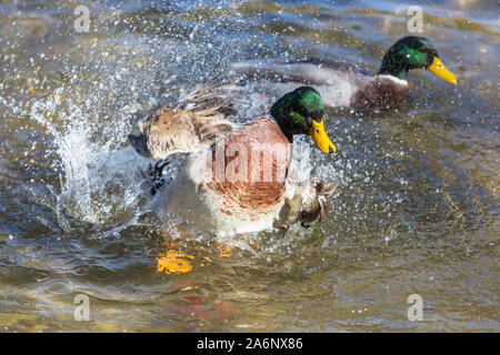 Canard colvert incroyable sur les montagnes lac Banque D'Images