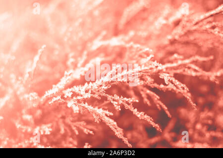 Premières gelées sur les branches de genévrier en couleur corail avec chute magnifiquement la lumière du soleil, la fin de l'automne. Fond naturel. Vue de dessus, Close up. Banque D'Images