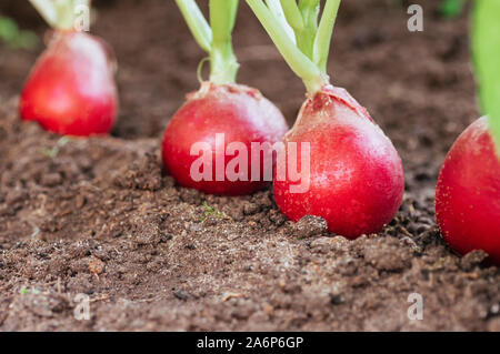 Radis rouge mûr dans le sol sur le jardin. La récolte de radis de près. L'éco-aliments, légumes. Spase copie. Banque D'Images