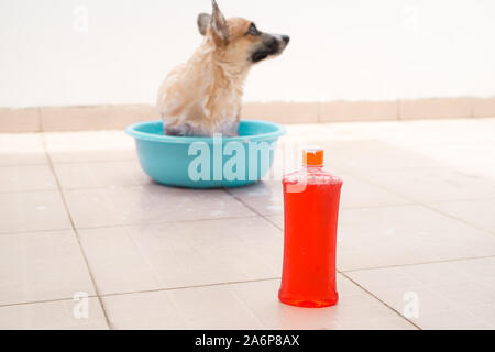 Pembroke corgi obtenir une baignoire dans l'heure d'été Banque D'Images