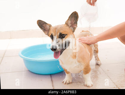 Pembroke corgi obtenir une baignoire dans l'heure d'été Banque D'Images