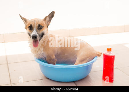 Pembroke corgi obtenir une baignoire dans l'heure d'été Banque D'Images