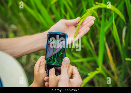 Père et fils identifier des plantes à l'aide de l'application sur un smartphone. Réalité augmentée Banque D'Images