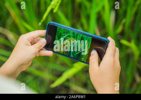 Père et fils identifier des plantes à l'aide de l'application sur un smartphone. Réalité augmentée Banque D'Images