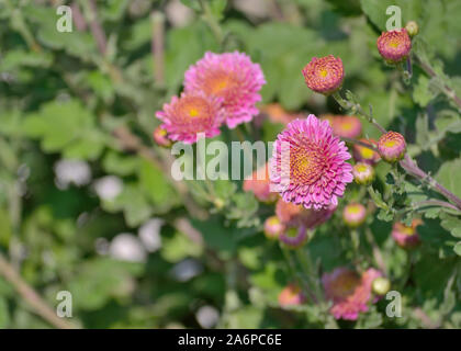 Chrysanthème rose dans le jardin, Chrysanthémum × koreanum Banque D'Images