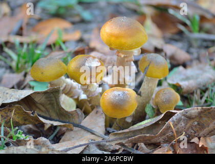 Le miel - champignon Armillaria mellea Banque D'Images