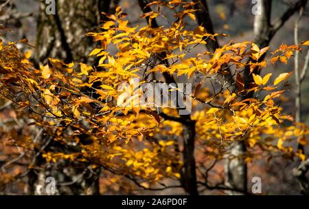 Shennongjia. 28 Oct, 2019. Photos prises le 28 octobre, 2019 présente le décor de l'automne de Shennongjia, Parc National de la province du Hubei en Chine centrale. Crédit : Du Huaju/Xinhua/Alamy Live News Banque D'Images