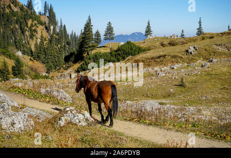 Cheval sauvage sauvage sur un sentier de marche élevé dans les Carpates de Roumanie , dans l'habitat naturel des animaux Banque D'Images